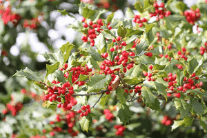 American holly(Ilex opaca)