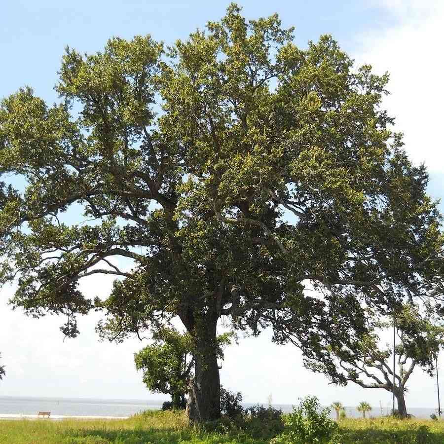 Live oak(Quercus virginiana)