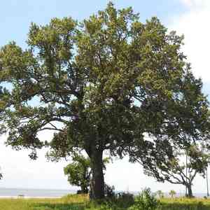 Live oak(Quercus virginiana)