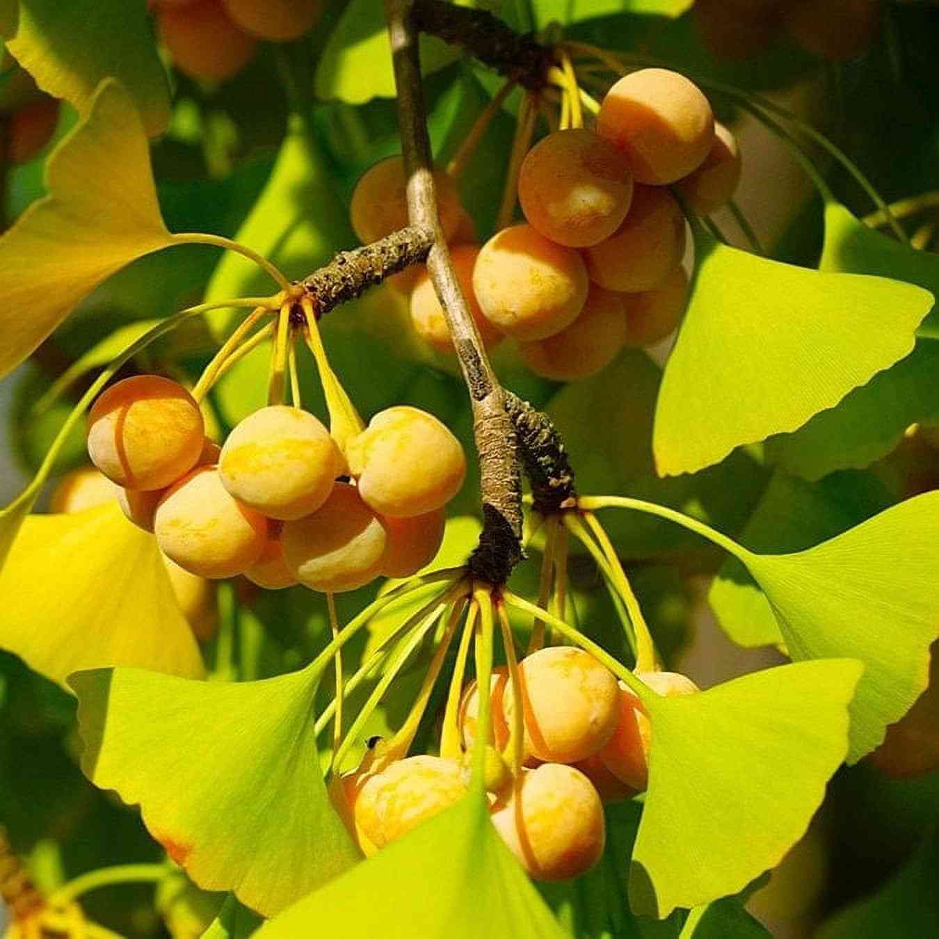 Maidenhair tree(Ginkgo biloba)