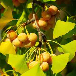 Maidenhair tree(Ginkgo biloba)