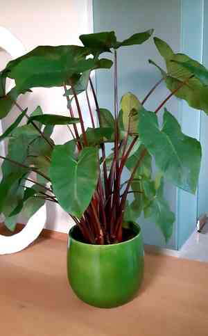 Arrowleaf elephant's ear(Xanthosoma sagittifolium)