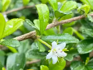 Philippine tea tree(Ehretia microphylla)