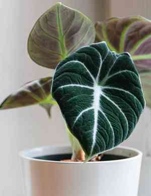Alocasia reginula(Alocasia reginula)