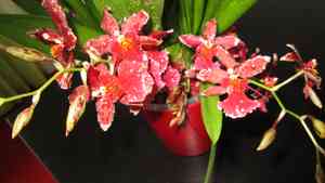 Oncidium leleui(Oncidium leleui)