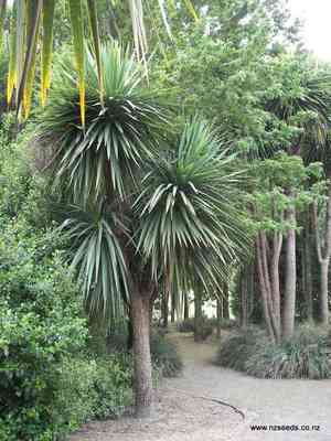 Cabbage tree(Cordyline australis)