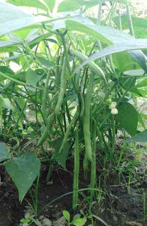 Common bean(Phaseolus vulgaris)