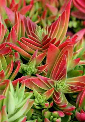 Red pagoda(Crassula capitella)