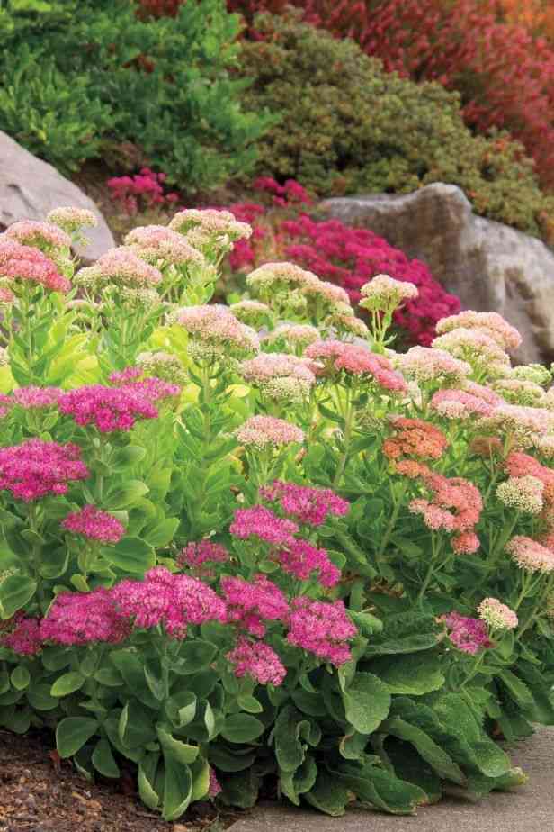 Showy stonecrop(Hylotelephium spectabile)