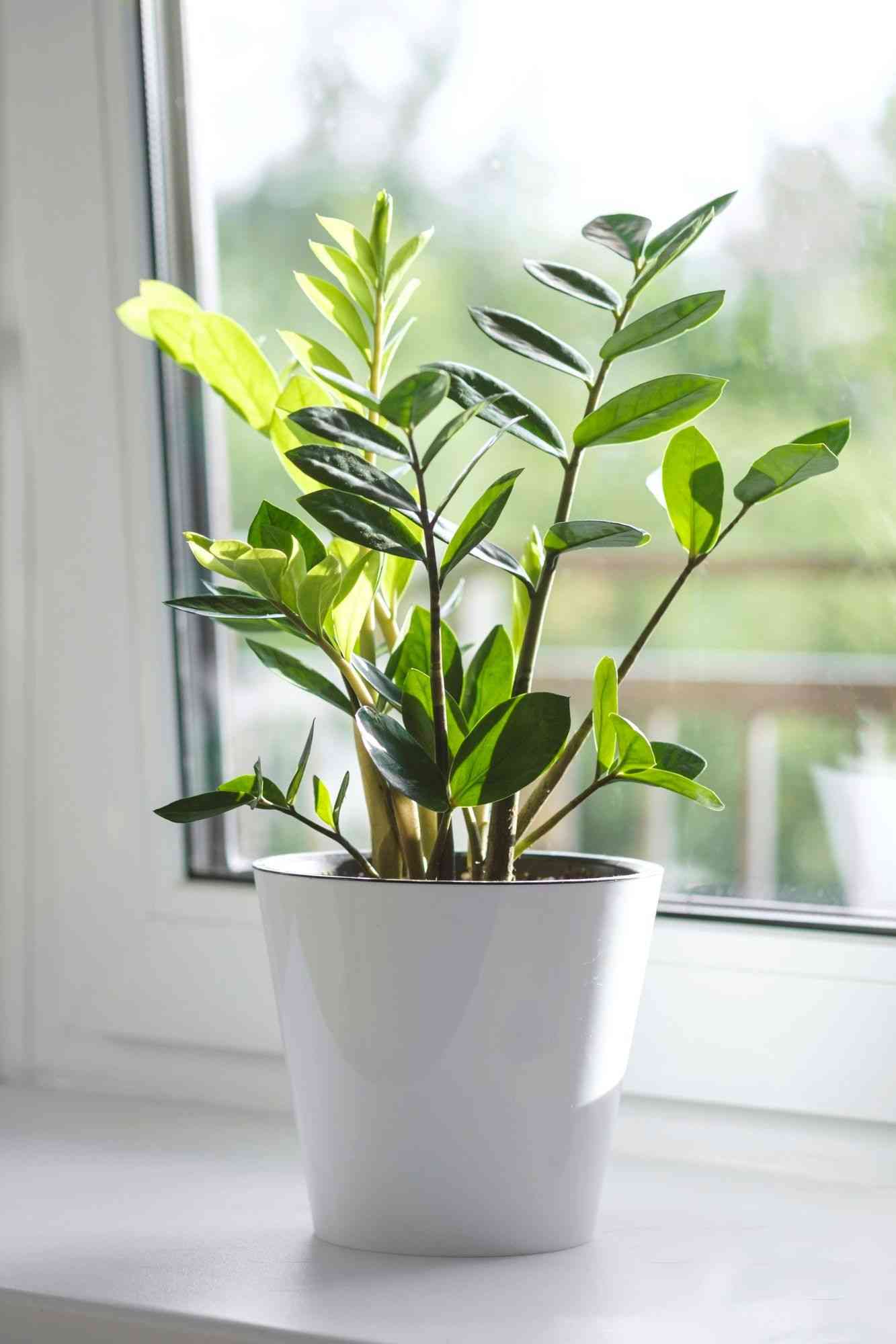 Zanzibar gem(Zamioculcas zamiifolia)