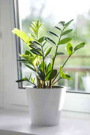 Zanzibar gem(Zamioculcas zamiifolia)