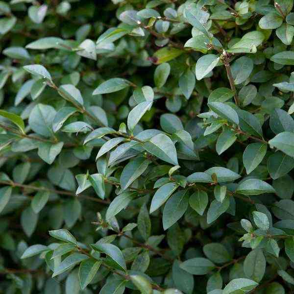 Chinese privet(Ligustrum sinense)