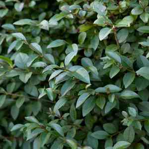 Chinese privet(Ligustrum sinense)
