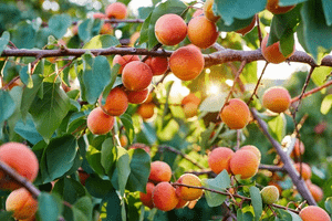 Apricot(Prunus armeniaca)