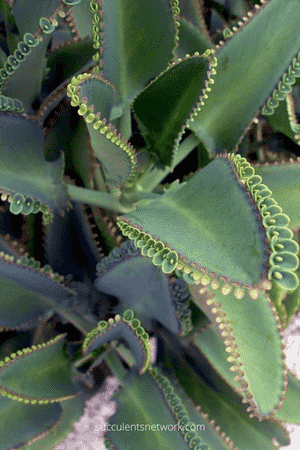 Mother of thousands(Kalanchoe daigremontiana)