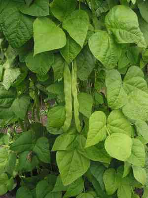 Common bean(Phaseolus vulgaris)