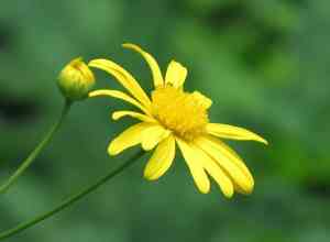 African bush daisy(Euryops chrysanthemoides)