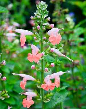 Scarlet sage(Salvia coccinea)