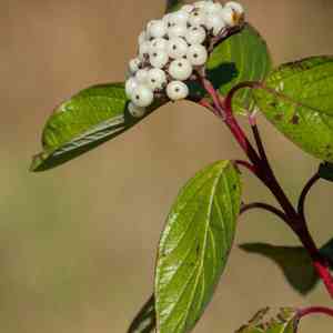 Red osier dogwood(Cornus sericea)