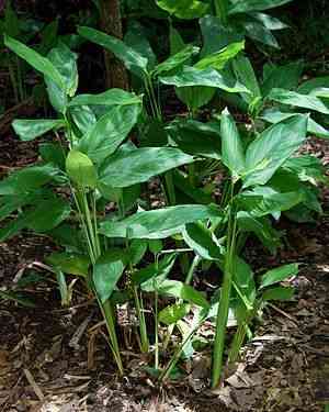 Arrowroot(Maranta arundinacea)