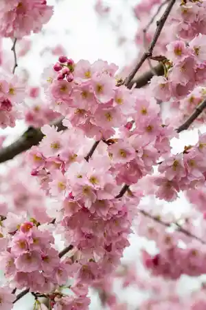 Winter-flowering cherry(Prunus subhirtella)