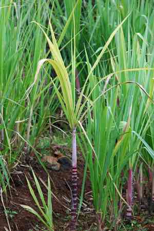 Sugarcane(Saccharum officinarum)