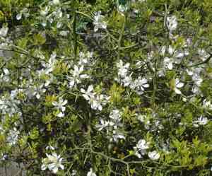 Hardy orange(Citrus trifoliata)