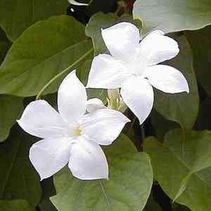 Chilean jasmine(Mandevilla laxa)
