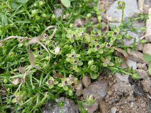 Bird's-eye Pearlwort(Sagina procumbens)