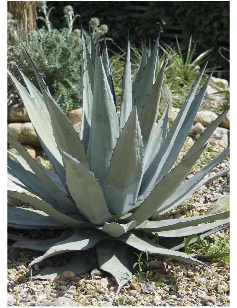Century plant(Agave americana)