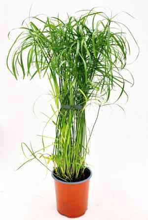 Umbrella Sedge(Cyperus alternifolius)