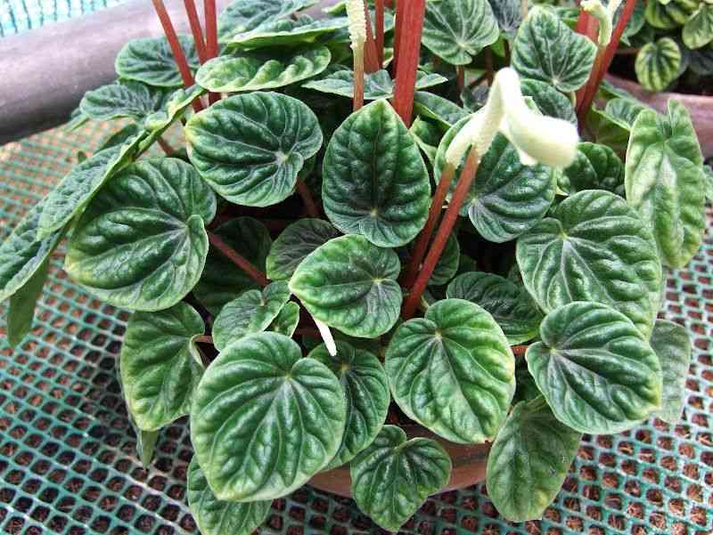 Emerald ripple peperomia(Peperomia caperata)