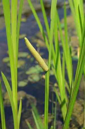 Sweet flag(Acorus calamus)