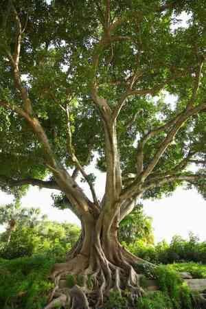 Common fig(Ficus carica)