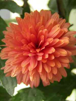 Dendranthema grandiflorum(Dendranthema grandiflorum)