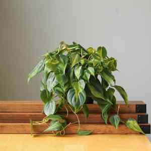 Heartleaf philodendron(Philodendron hederaceum)