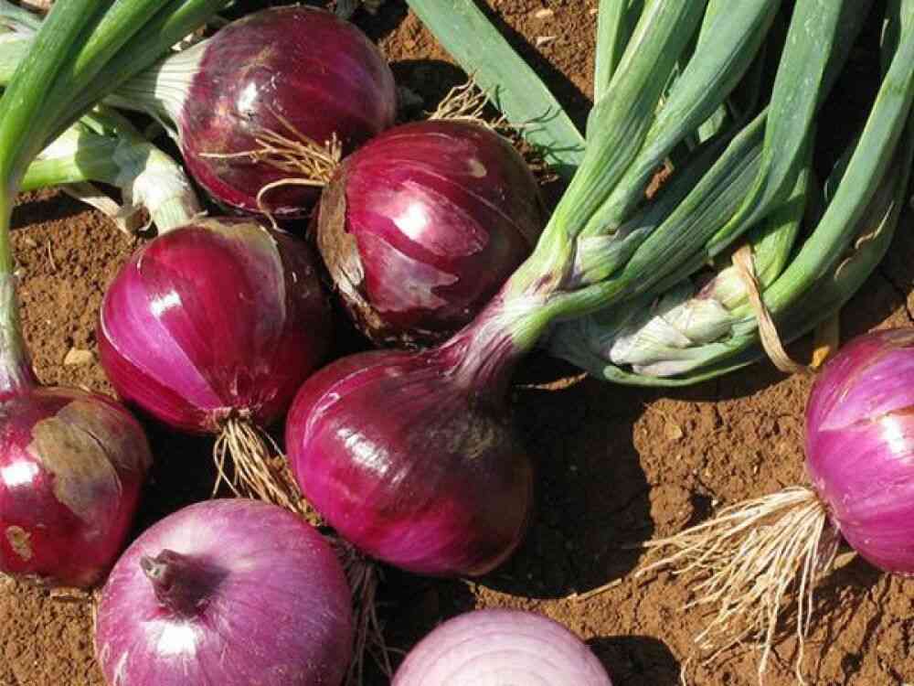 Onion(Allium cepa)