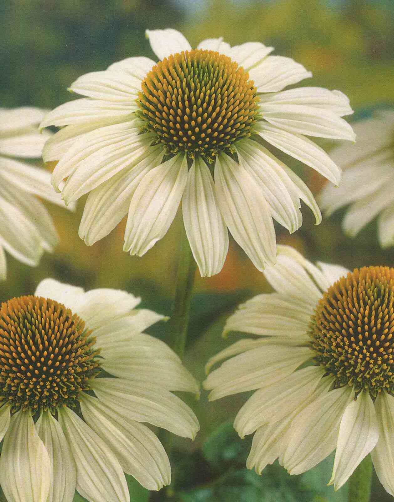 Purple coneflower(Echinacea purpurea)