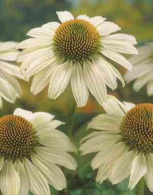 Purple coneflower(Echinacea purpurea)