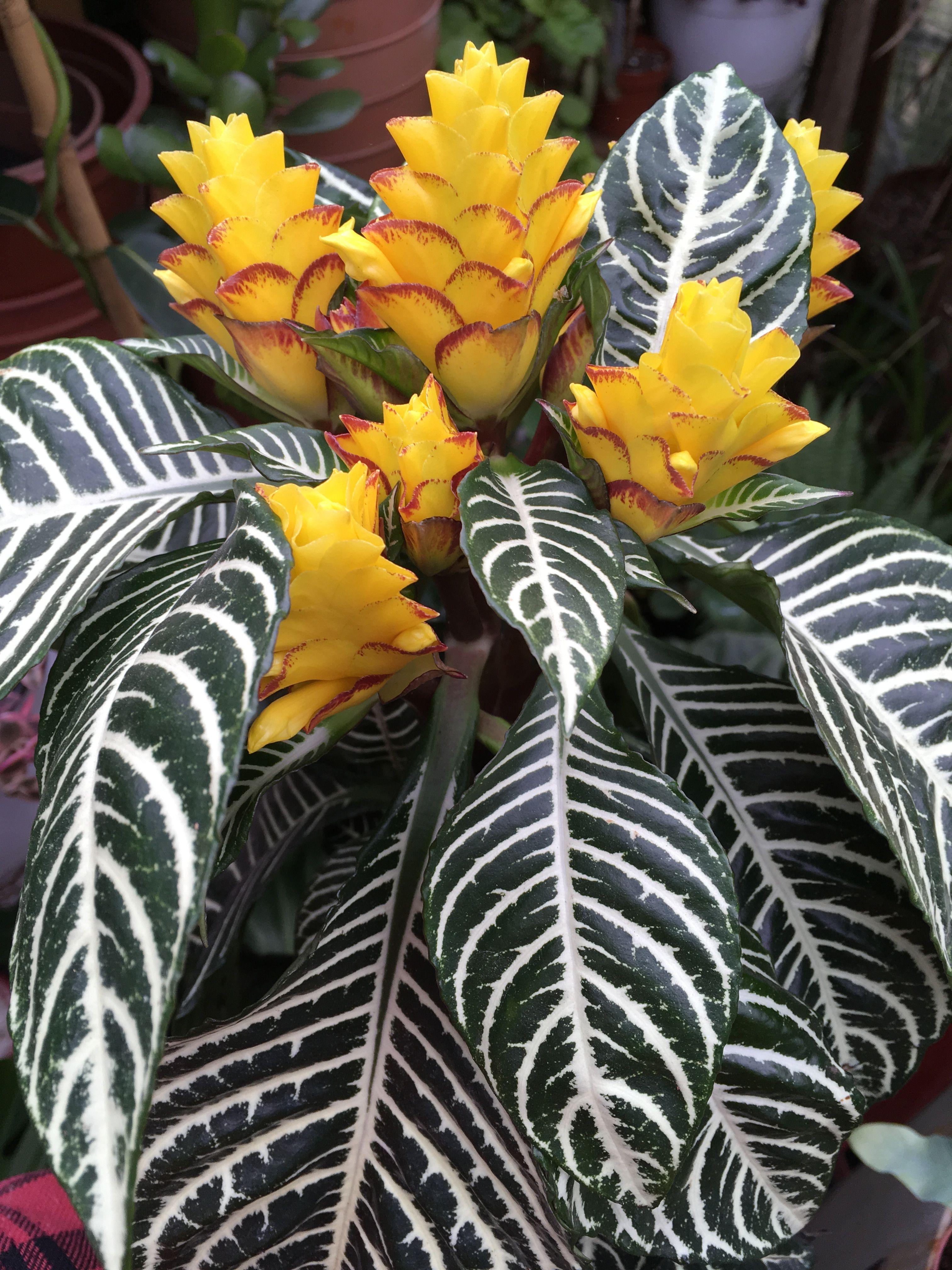 Zebra plant