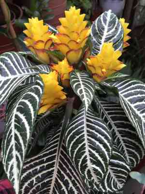 Zebra plant(Aphelandra squarrosa)