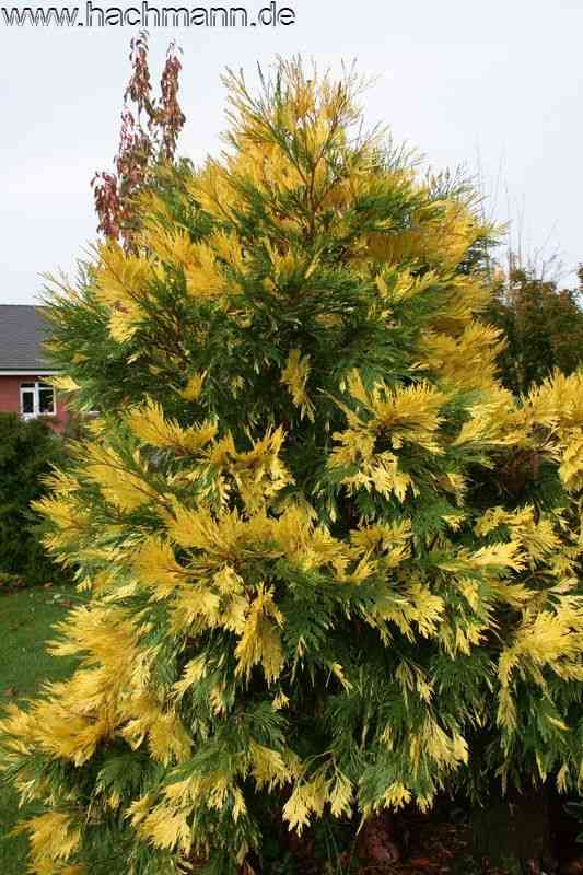 Incense cedar(Calocedrus decurrens)