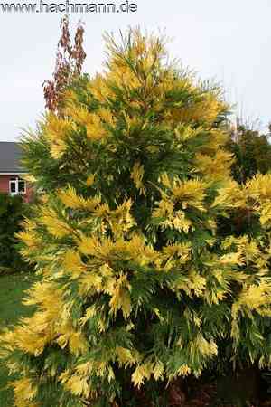 Incense cedar(Calocedrus decurrens)
