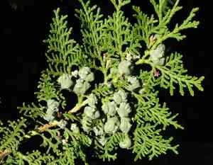 Oriental arborvitae(Platycladus orientalis)