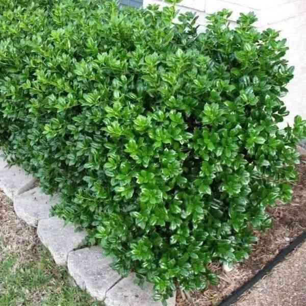 Chinese holly(Ilex cornuta)