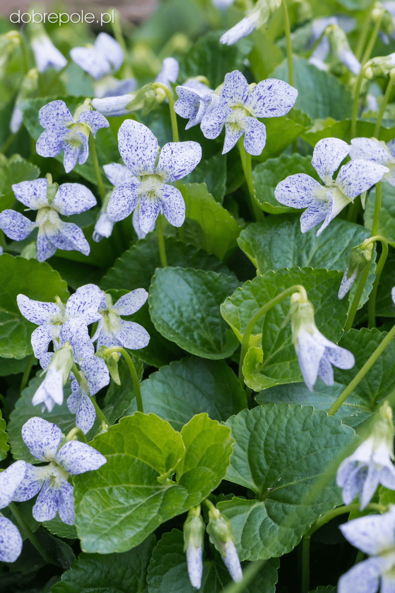 Common blue violet