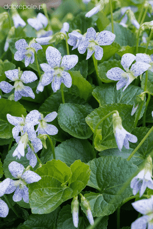 Common blue violet(Viola sororia)