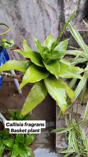Basket plant(Callisia fragrans)