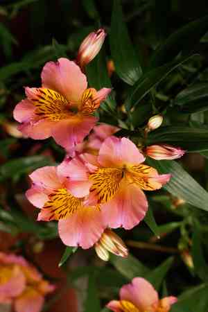Peruvian lily(Alstroemeria aurea)