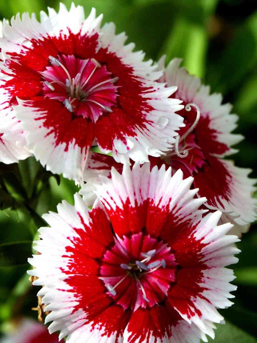 Chinese pink(Dianthus chinensis)